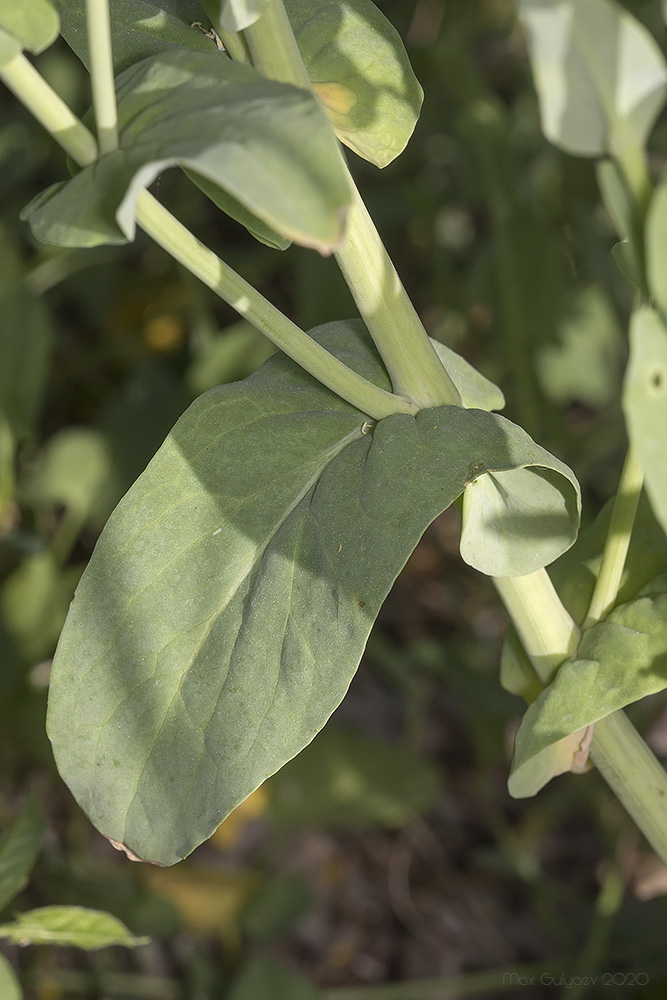 Image of genus Brassica specimen.