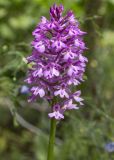 Image of taxon representative. Author is Татьяна Гайдаш