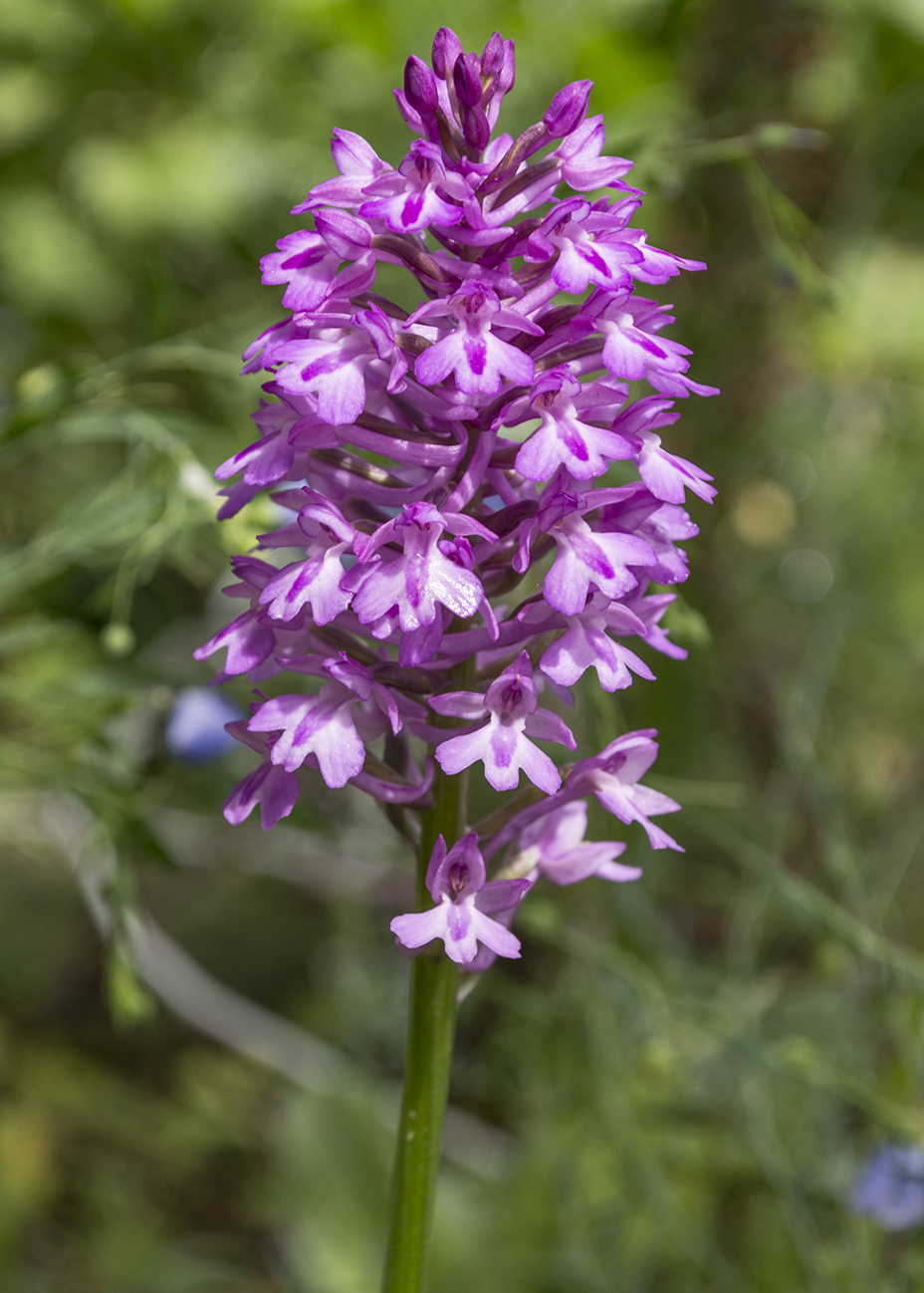 Image of Anacamptis × laniccae specimen.