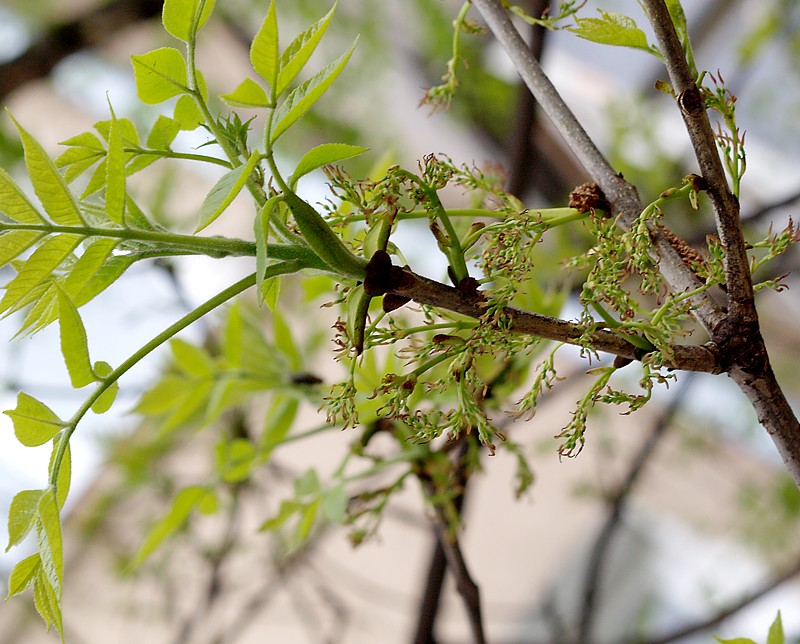 Изображение особи Fraxinus excelsior.