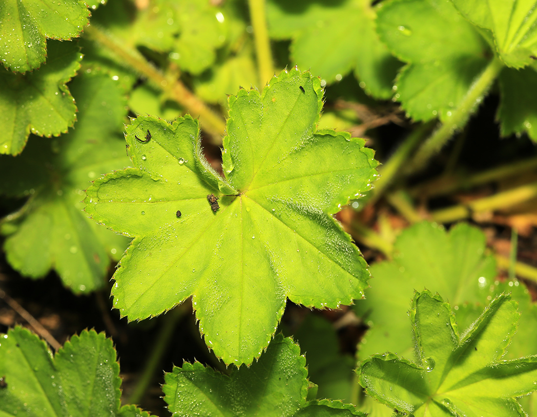 Изображение особи Alchemilla micans.