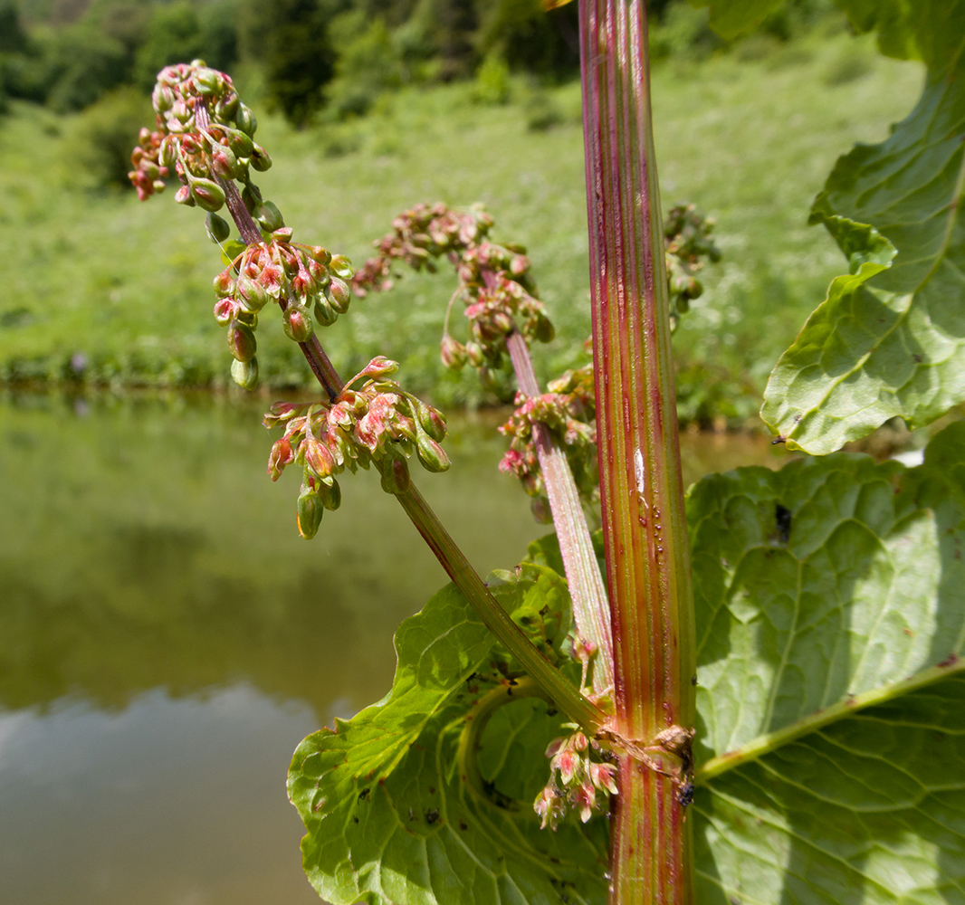 Изображение особи Rumex alpinus.