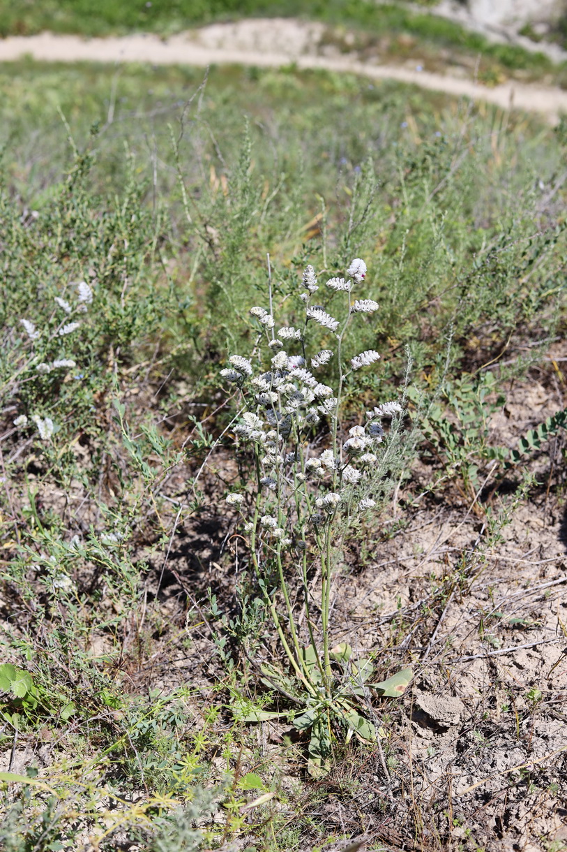 Image of Popoviolimon turcomanicum specimen.