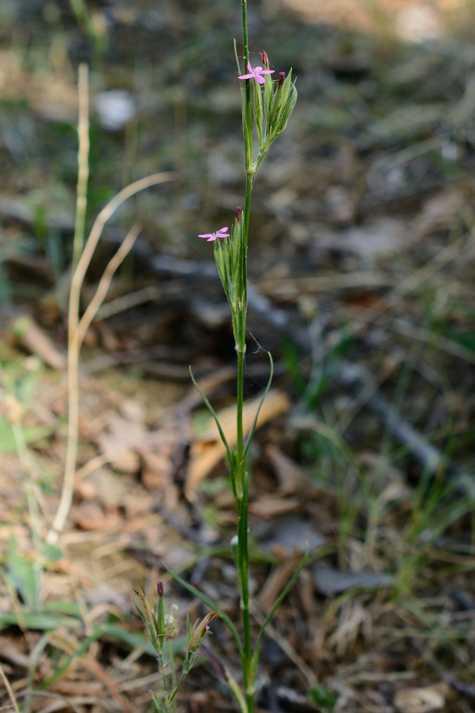 Image of Dianthus armeria specimen.