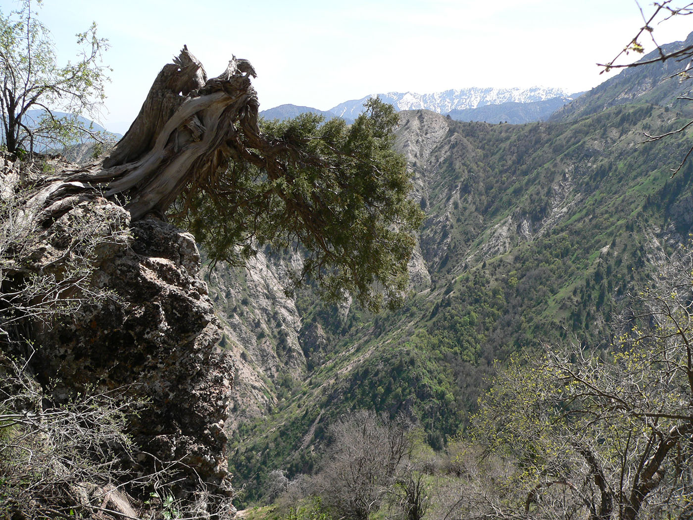 Изображение особи Juniperus seravschanica.