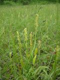 Platanthera tipuloides. Цветущие растения на сыром лугу. Камчатский край, Елизовский район, в 5 км на Ю-З от памятника природы горный массив Вачкажец. 26.07.2009.