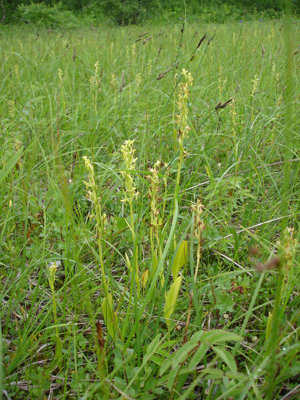 Image of Platanthera tipuloides specimen.