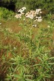Achillea cartilaginea