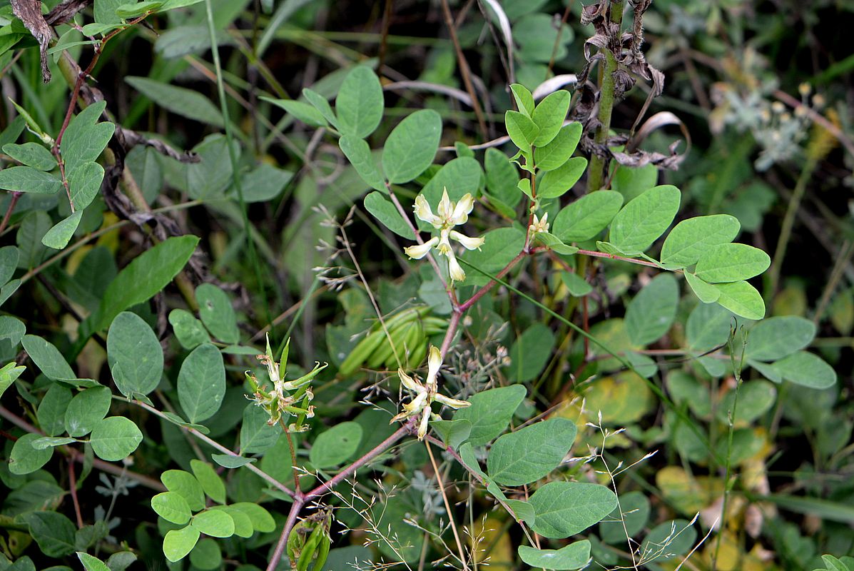 Изображение особи Astragalus glycyphyllos.