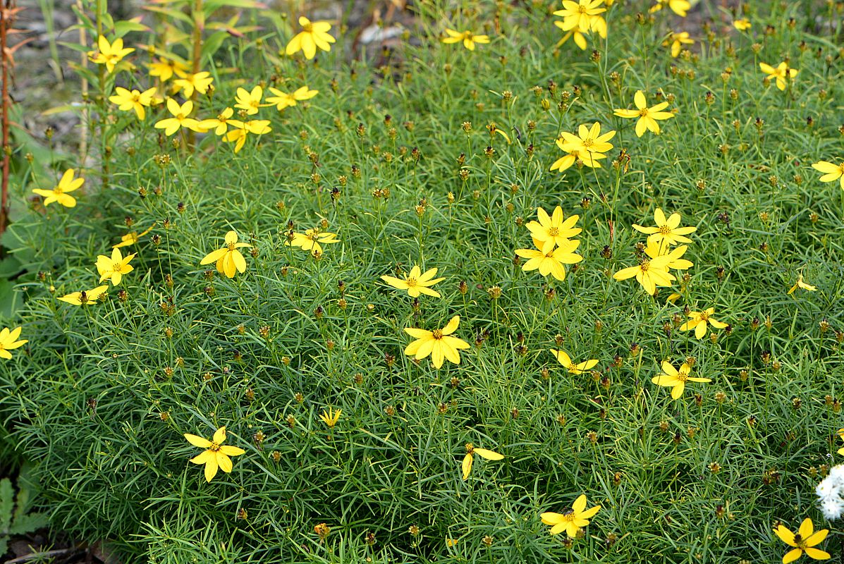 Image of Coreopsis verticillata specimen.