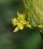 Bulbine narcissifolia