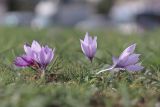 Crocus pallasii. Цветущие растения. Крым, Севастополь, просп. Генерала Острякова, газон. 30.10.2020.