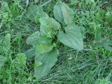 Plantago major. Плодоносящее растение. Иркутская обл., Иркутск, газон. 16.07.2020.