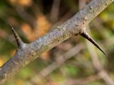 genus Crataegus. Часть ветви с колючками. Московская обл., г. Дубна, лесопарк, окр. пика Тяпкина. 29.09.2020.