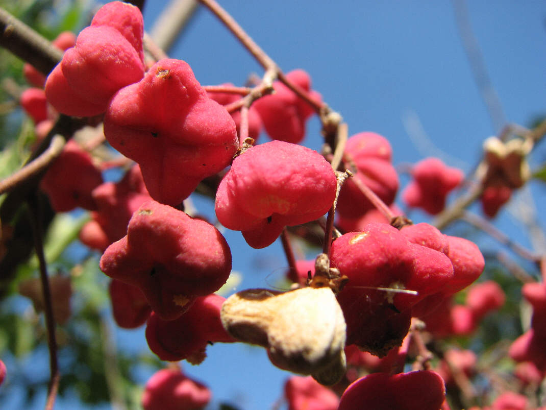 Изображение особи Euonymus europaeus.