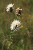 Centaurea scabiosa