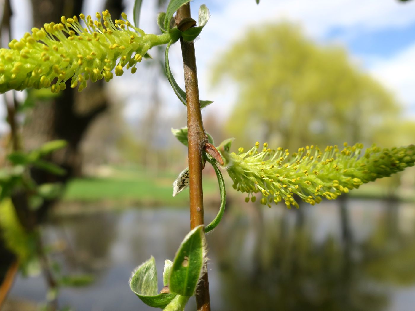 Изображение особи Salix alba.