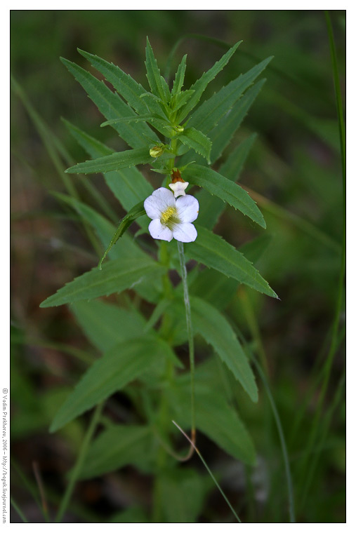 Изображение особи Gratiola officinalis.