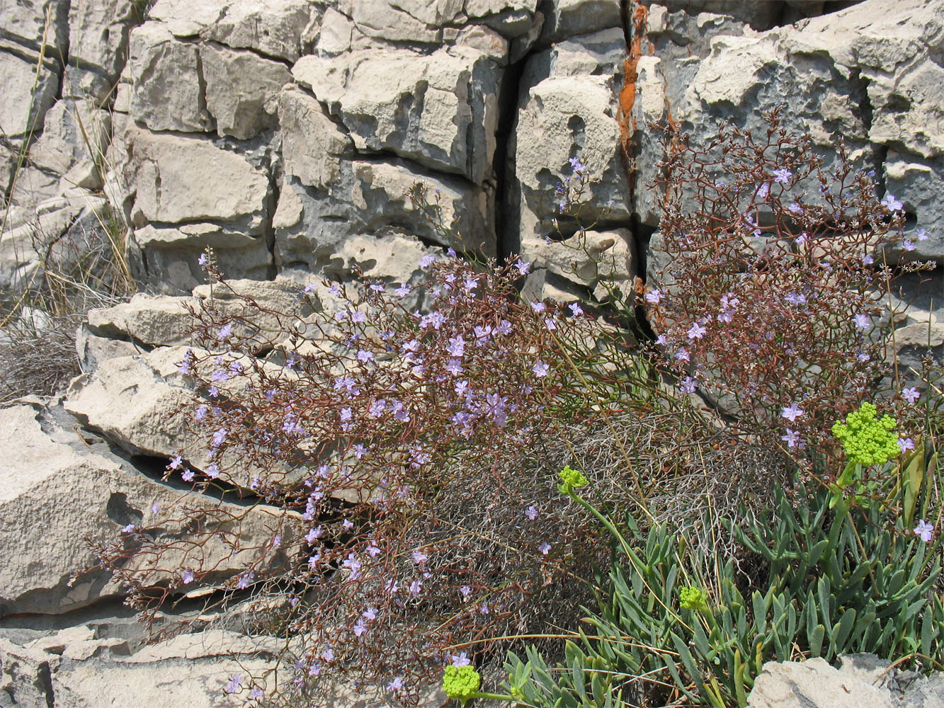 Изображение особи Limonium anfractum.