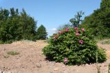 Rosa rugosa