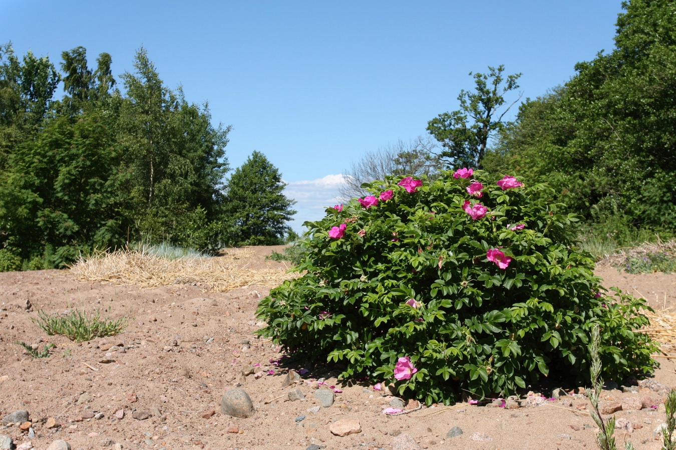 Изображение особи Rosa rugosa.