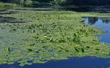 Nuphar lutea. Цветущие растения в окружении Lemna minor. Московская обл., г. Железнодорожный, Саввинский пруд, в воде. 06.07.2020.