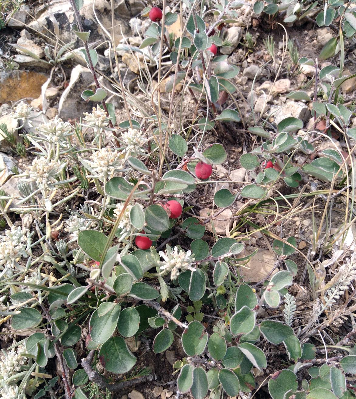 Image of Cotoneaster integerrimus specimen.