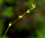 Carex disperma