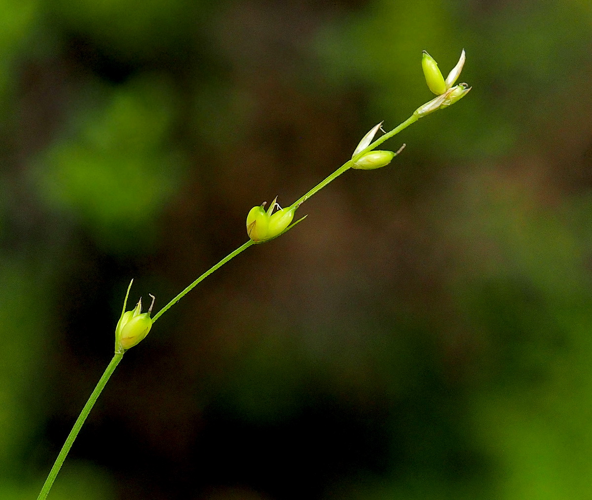 Изображение особи Carex disperma.