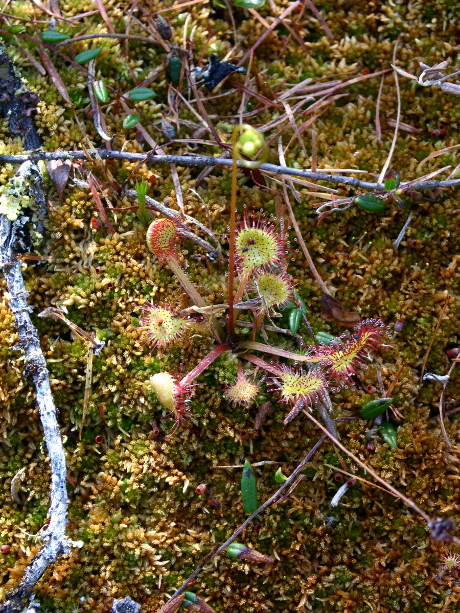 Image of Drosera rotundifolia individual.