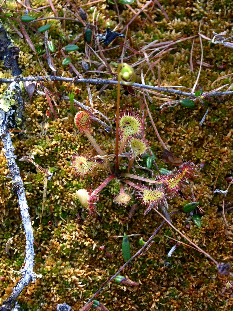 Изображение особи Drosera rotundifolia.