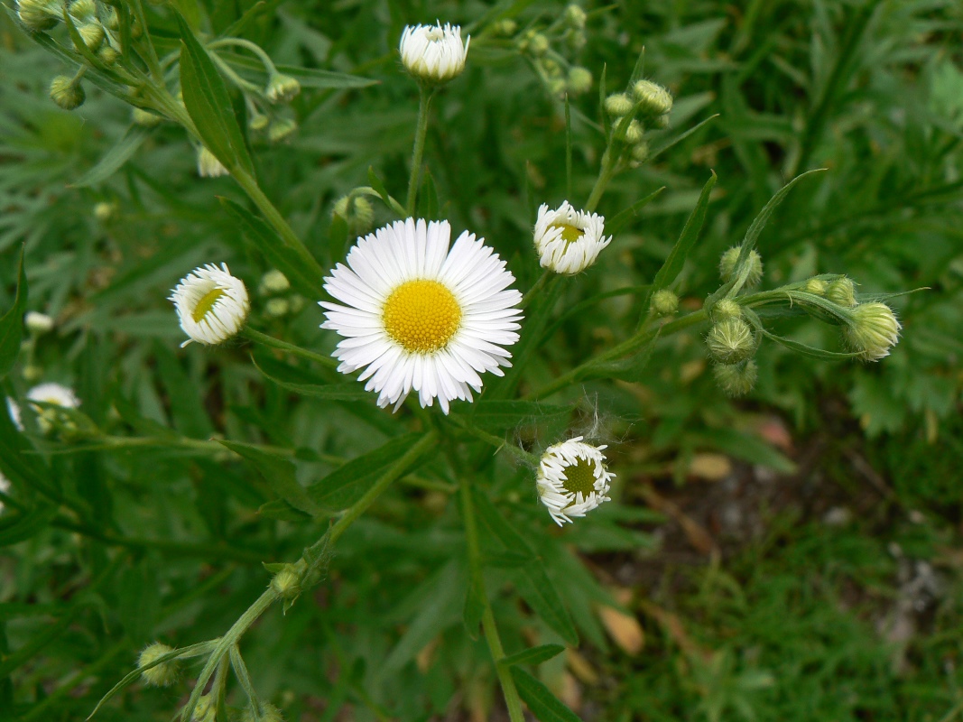 Image of Erigeron strigosus specimen.