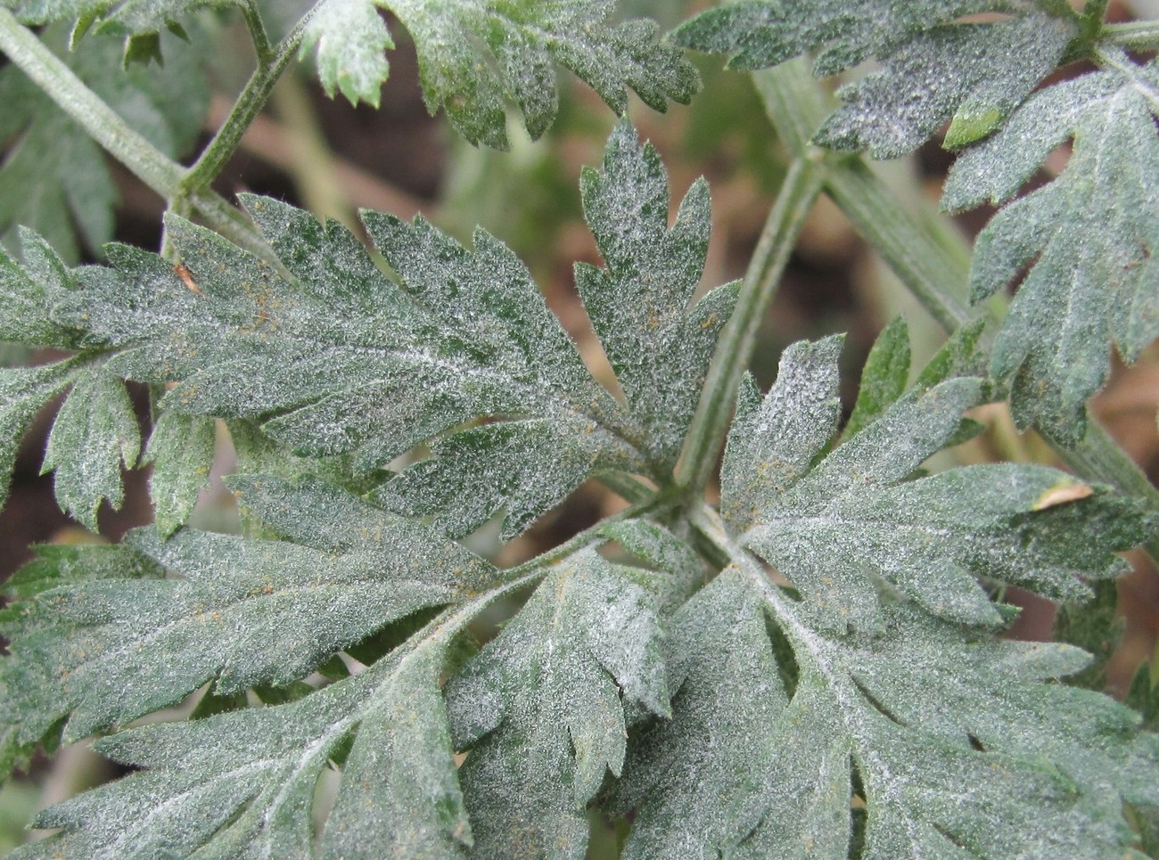 Изображение особи Conium maculatum.