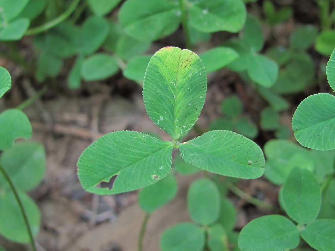 Image of Trifolium bonannii specimen.