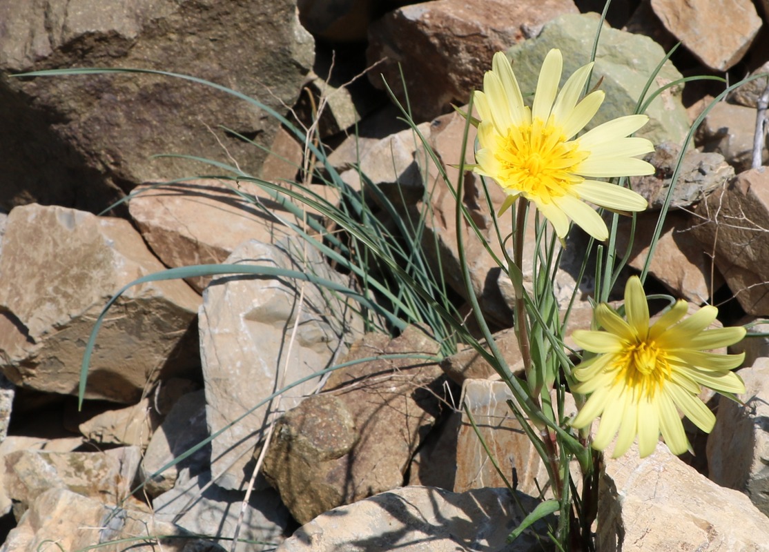 Изображение особи род Tragopogon.