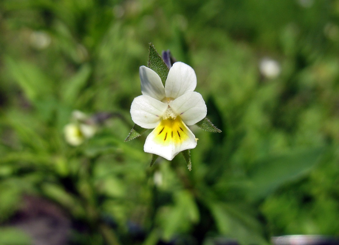 Изображение особи Viola arvensis.