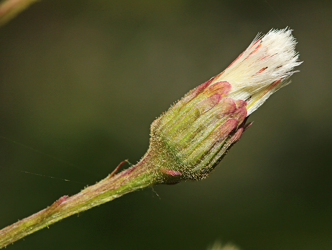 Image of Petasites tatewakianus specimen.