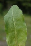 Trommsdorffia maculata