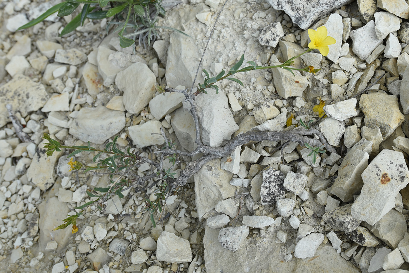 Image of Linum tauricum specimen.