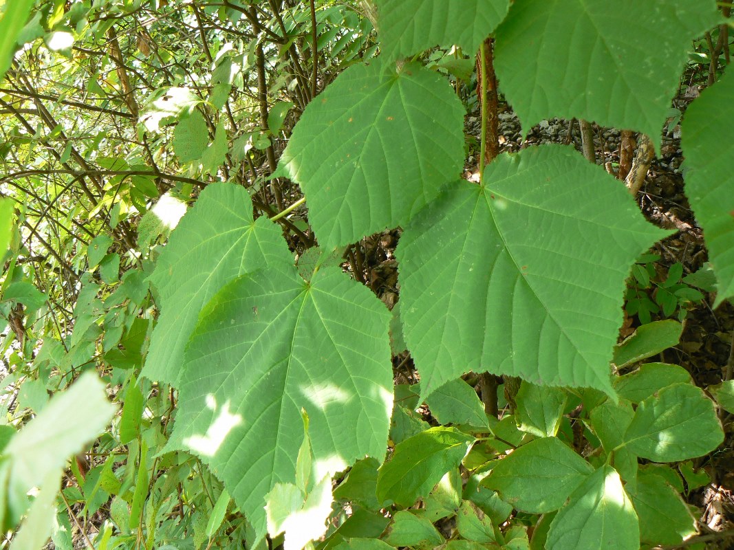 Image of Acer tegmentosum specimen.