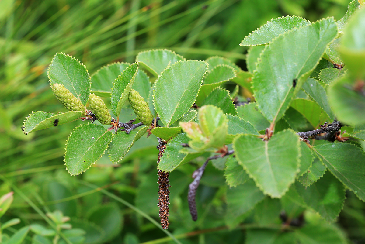 Image of Betula ovalifolia specimen.