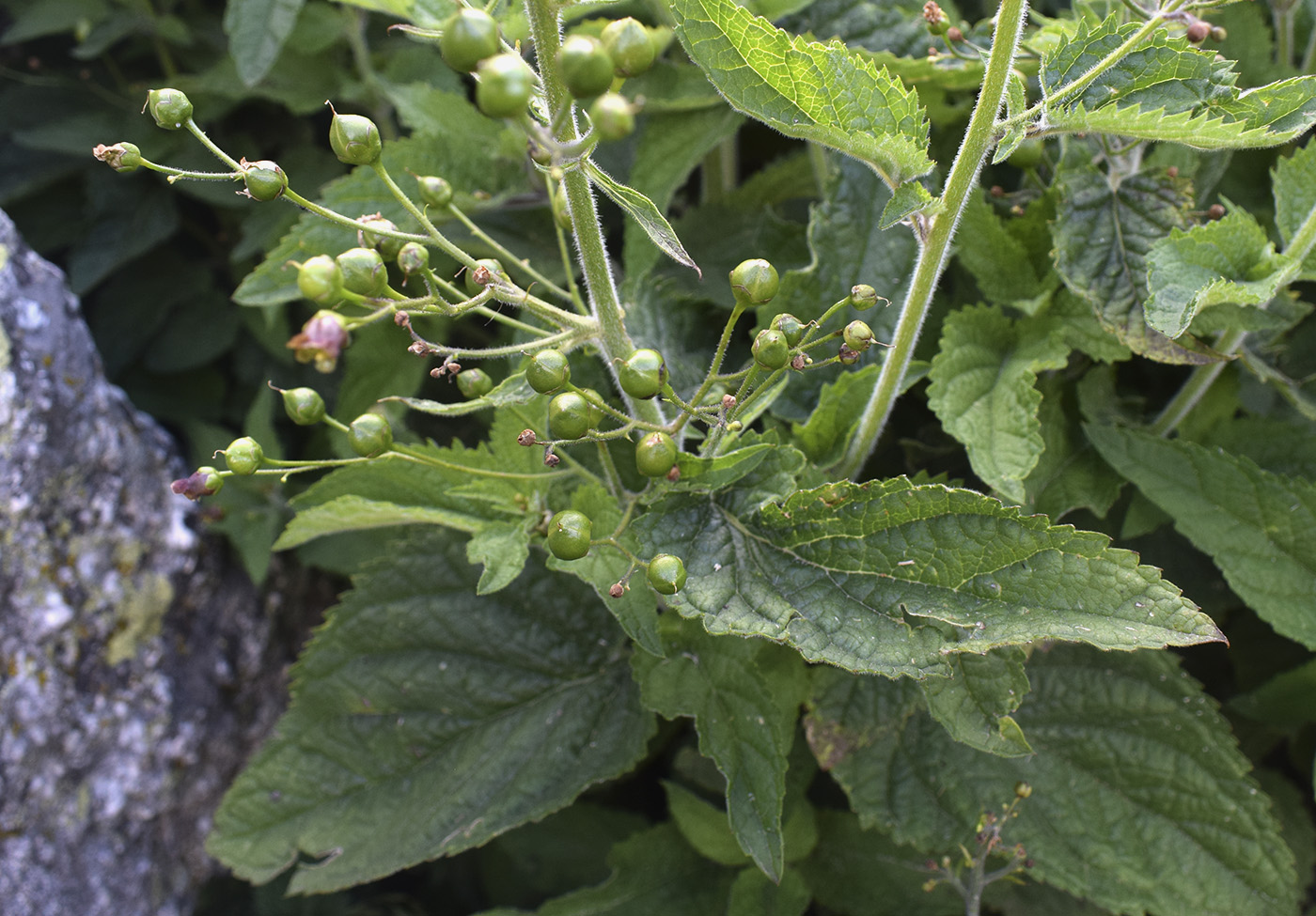 Изображение особи Scrophularia alpestris.