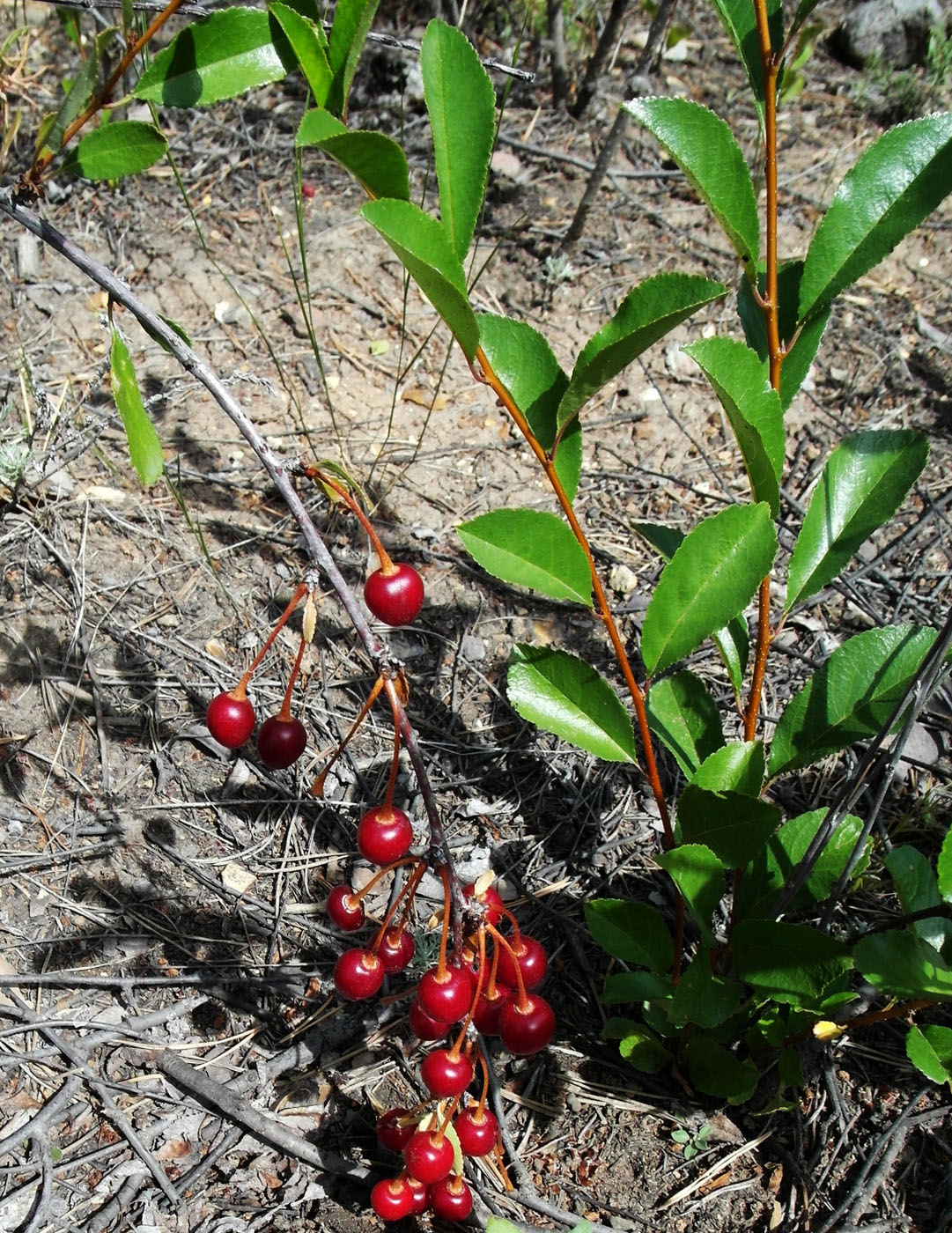 Image of Cerasus fruticosa specimen.