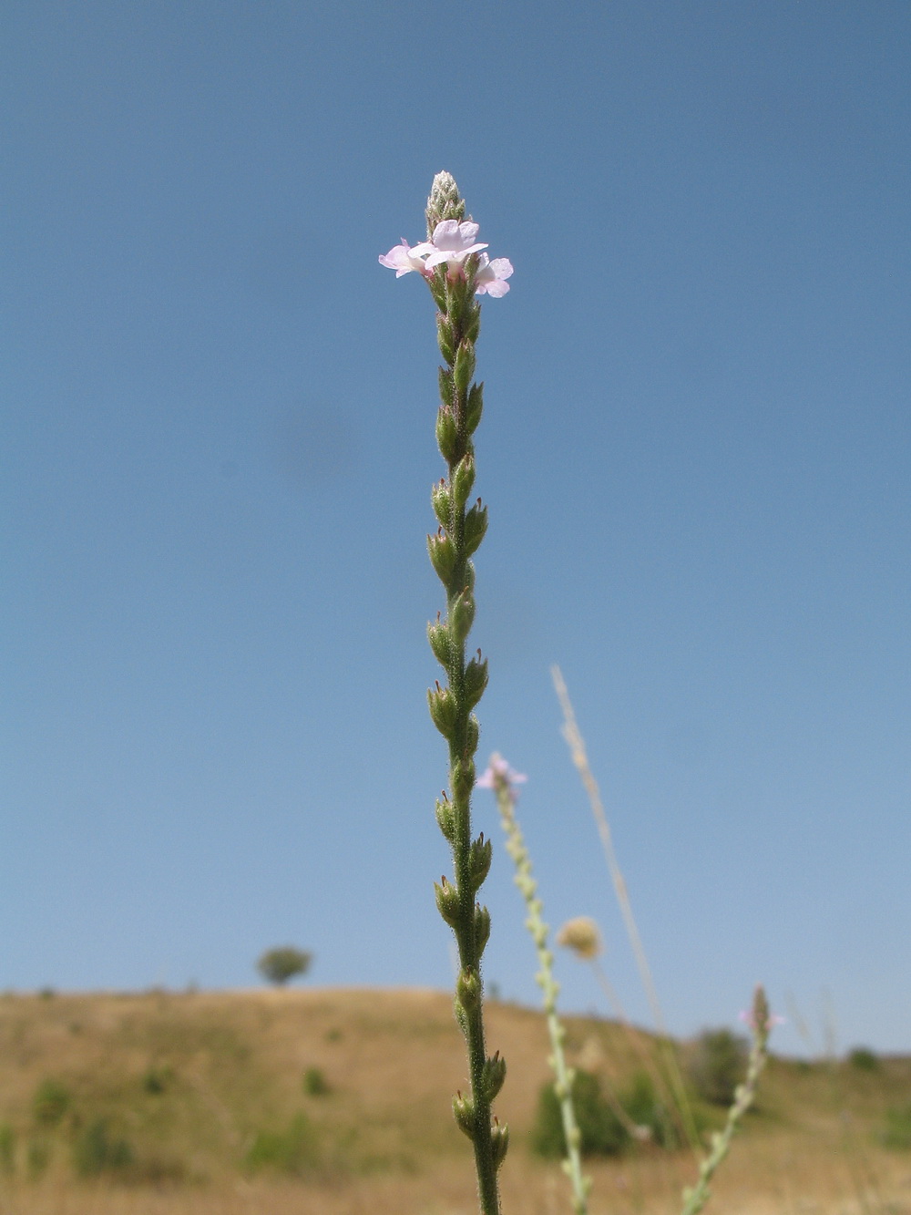 Изображение особи Verbena officinalis.