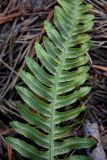 Polypodium vulgare