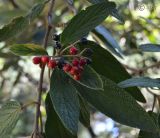 Viburnum rhytidophyllum