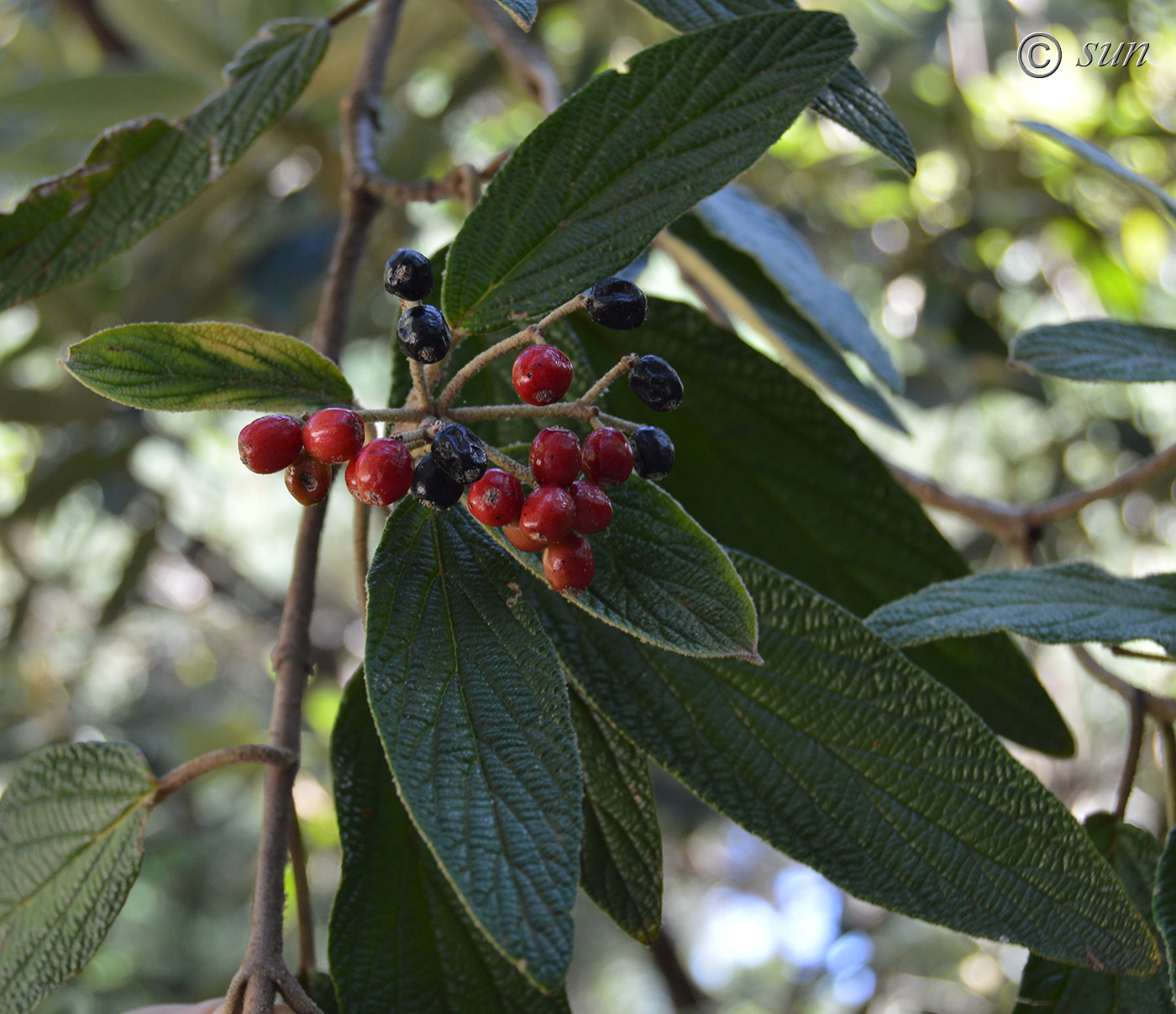 Image of Viburnum rhytidophyllum specimen.