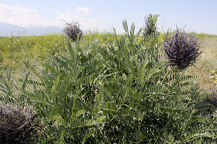 Изображение особи Pseudosophora alopecuroides.