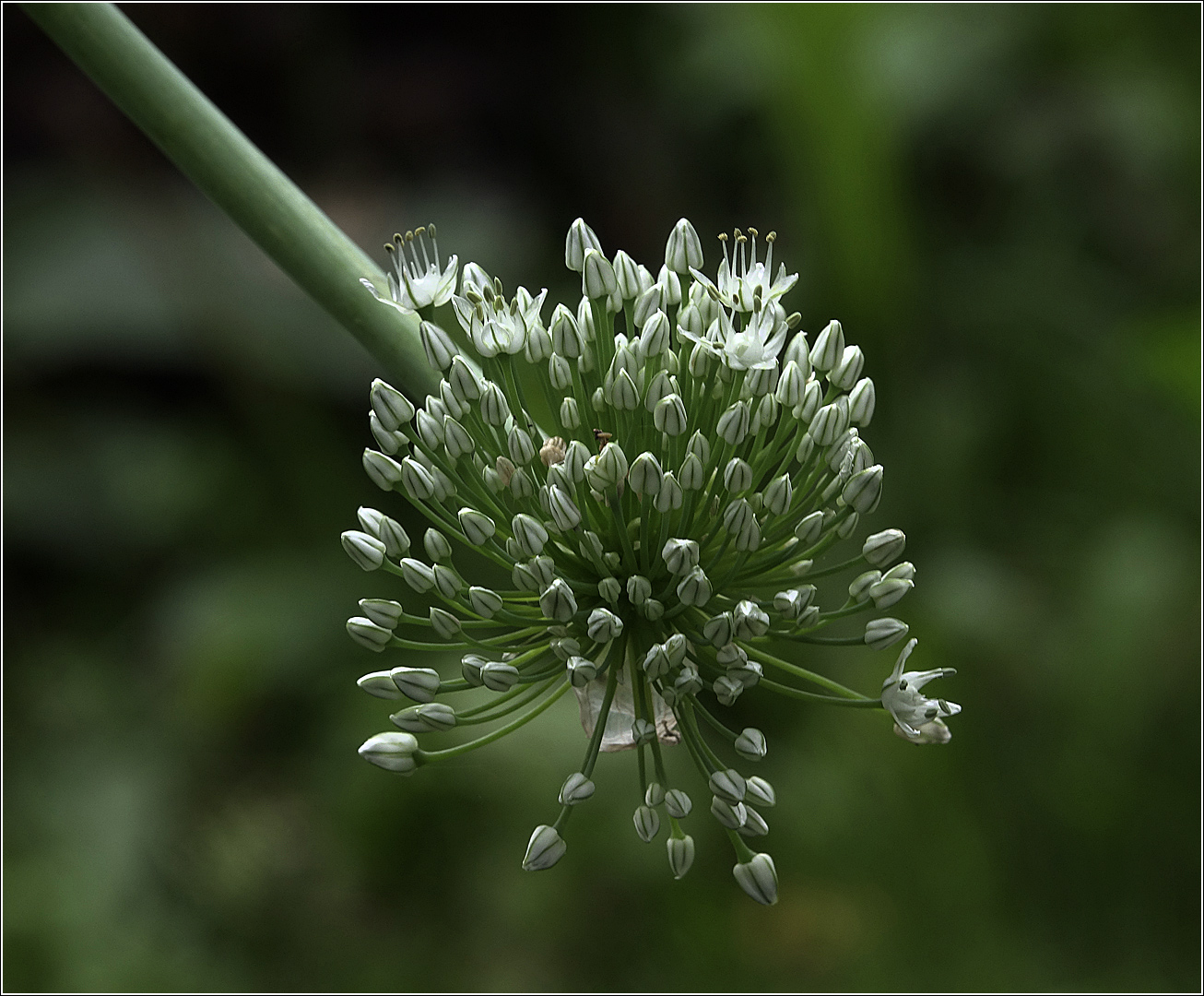 Image of genus Allium specimen.