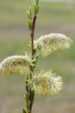 Salix gmelinii